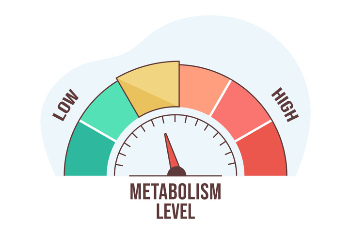 Connection between Hormones and Metabolism